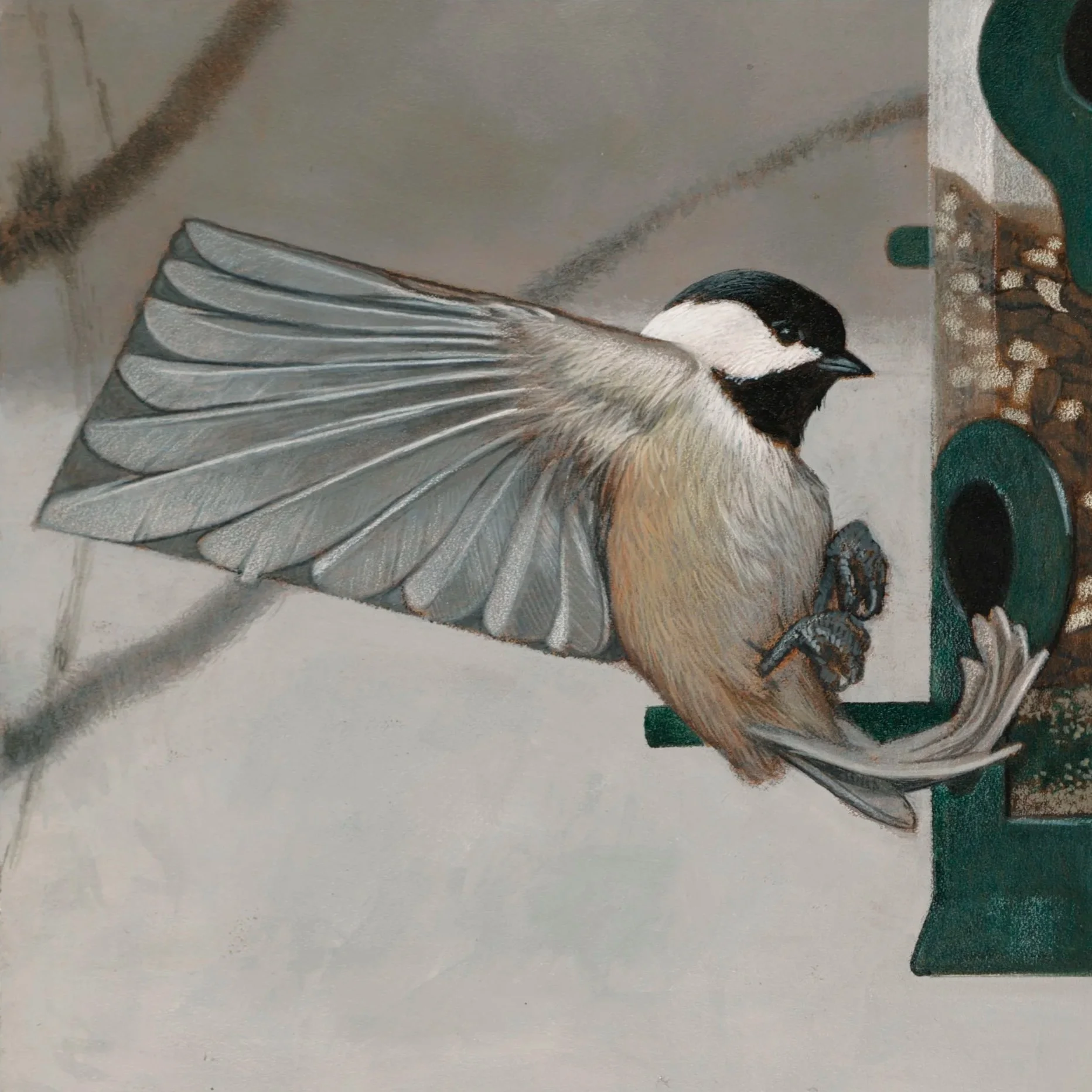 Massachusetts+Black-capped+Chickadee.jpg