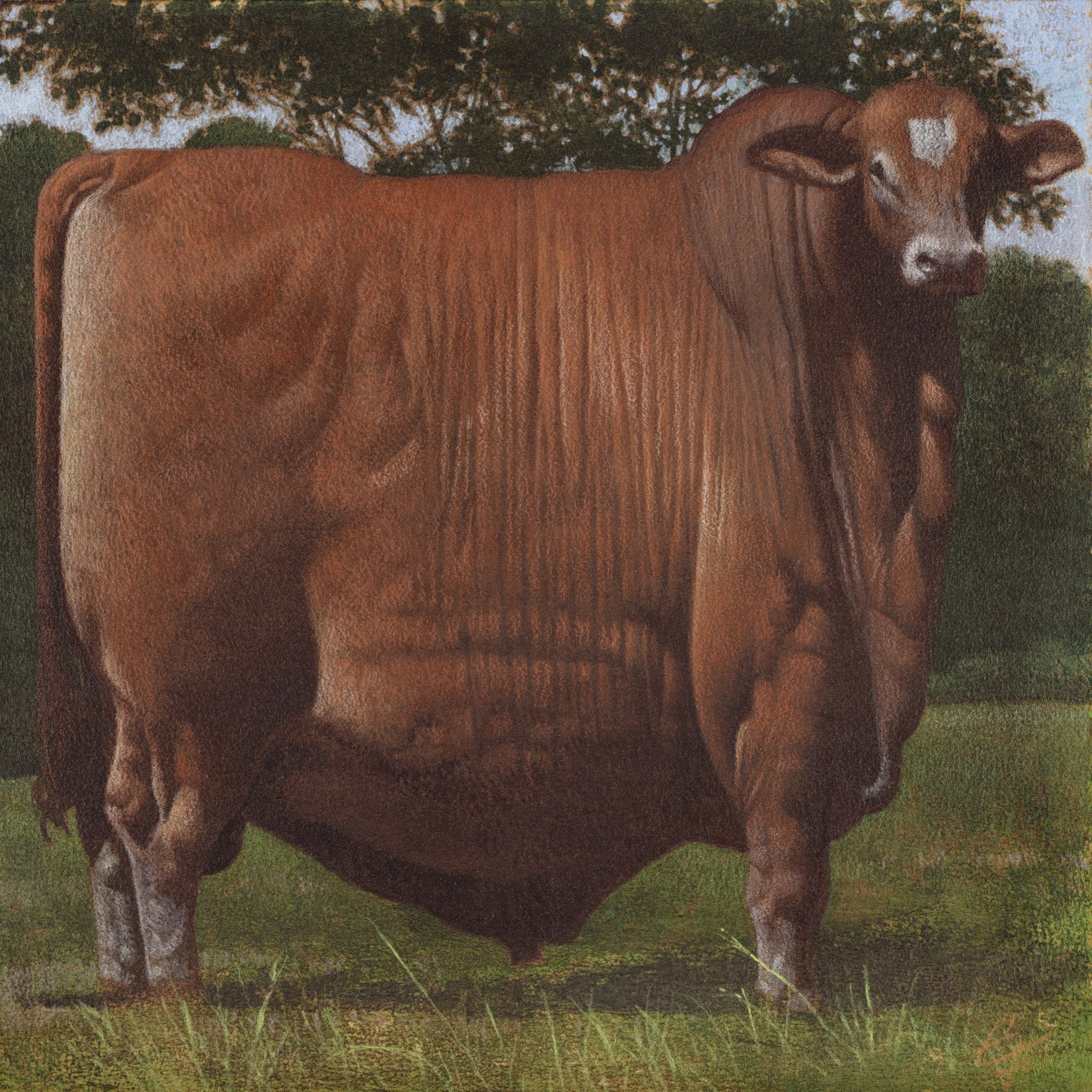 Ohio Bull #6.jpg