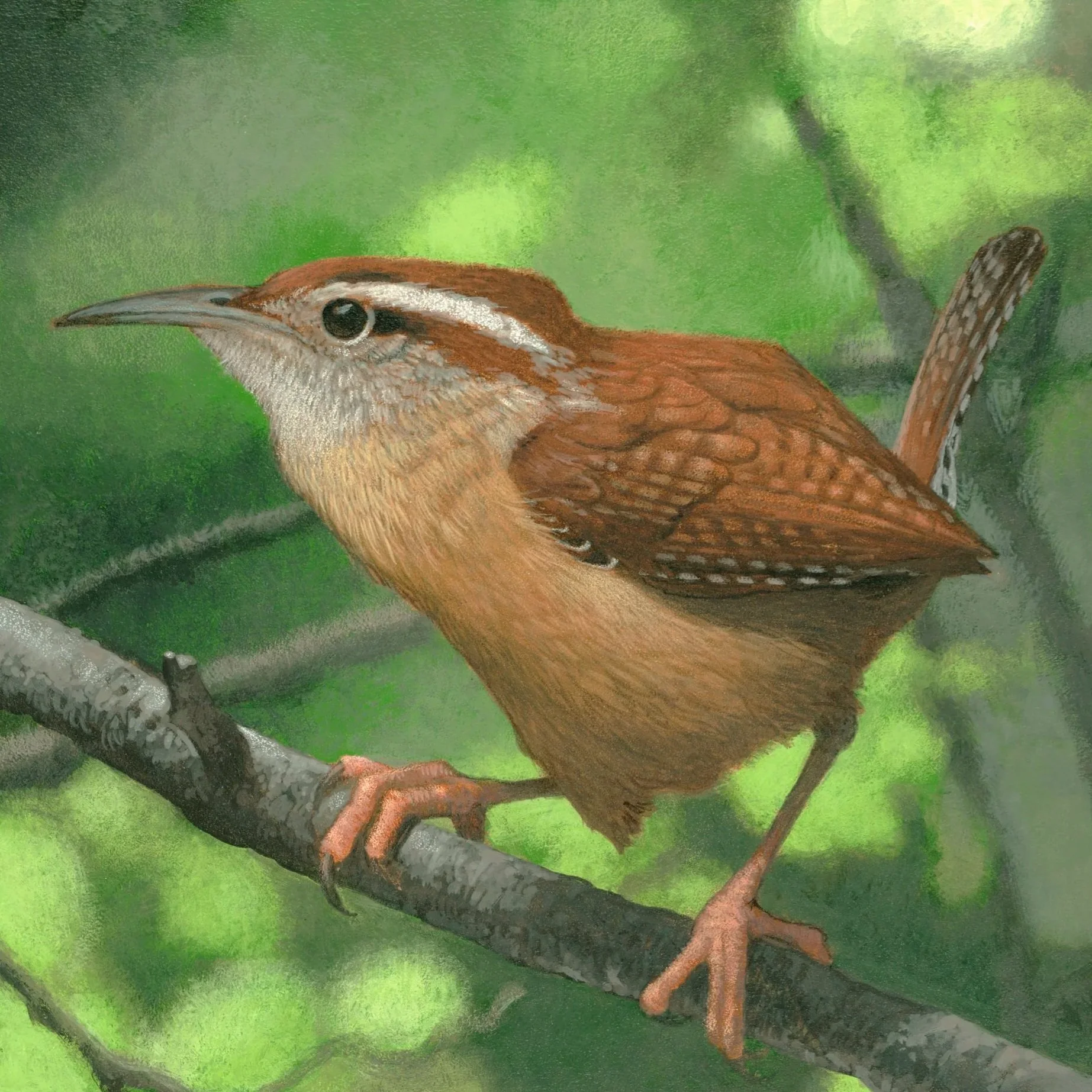 South+Carolina+Wren+9800+blackborder.jpg