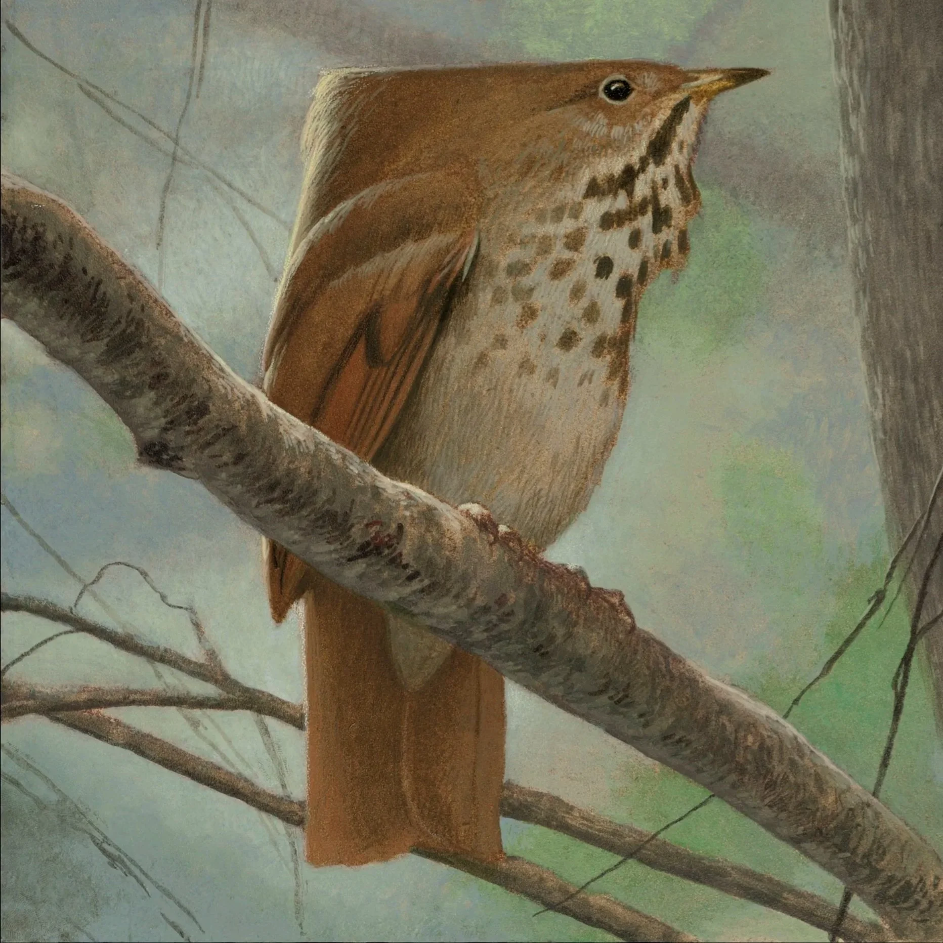 Vermont+Hermit+Thrush+9800+blackborder.jpg