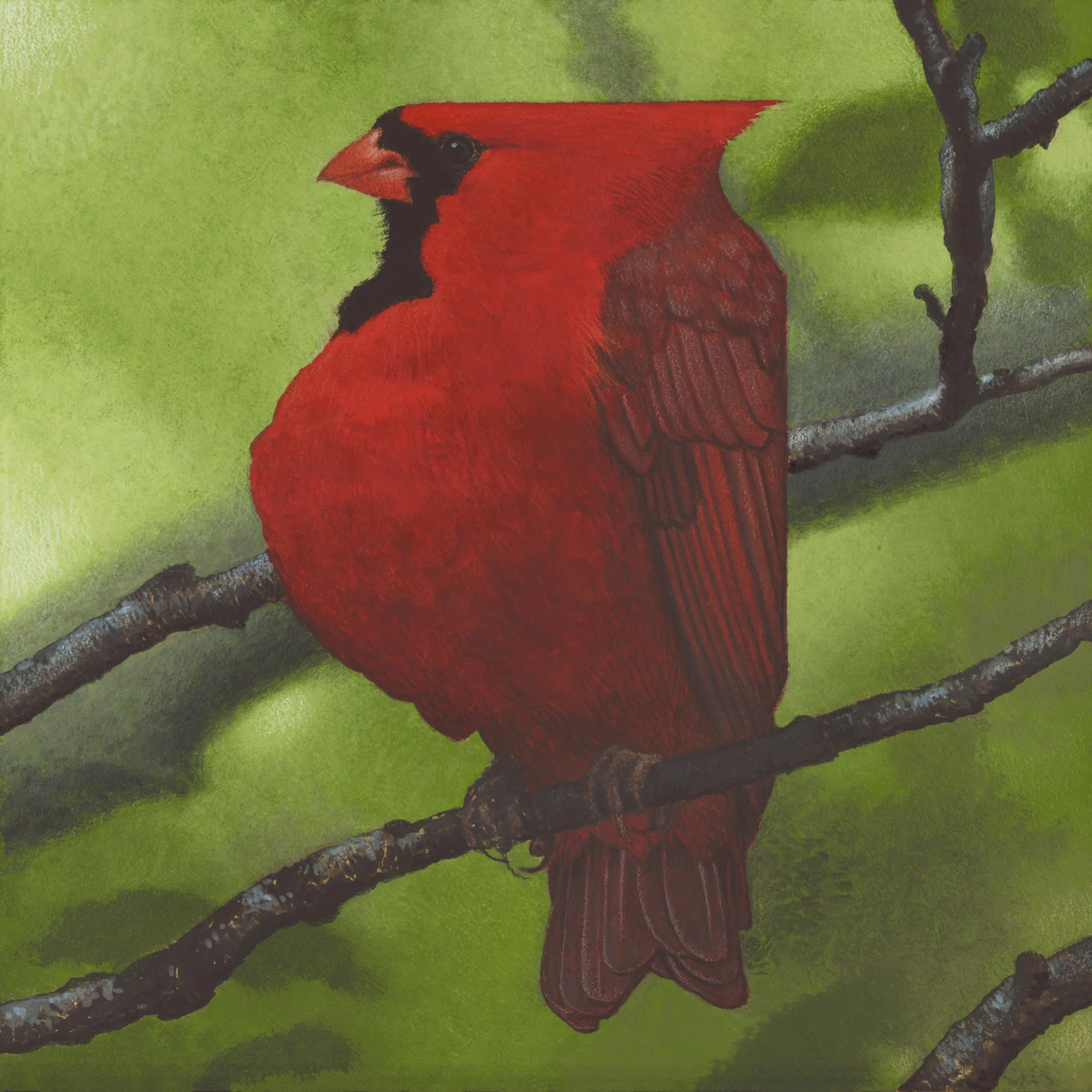 ILLINOIS Spring Cardinal JPEG.jpg