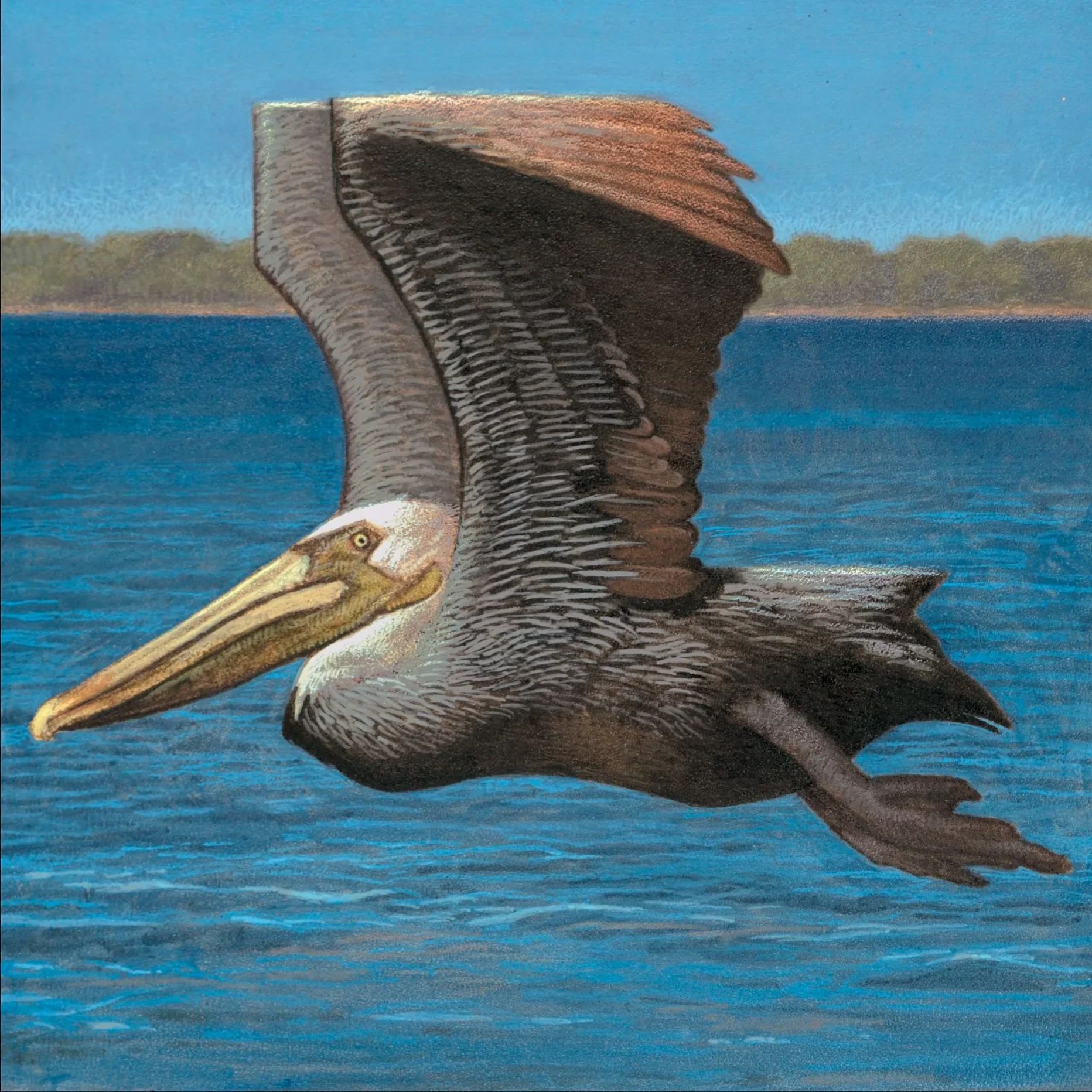 Louisana+Brown+Pelican.jpg