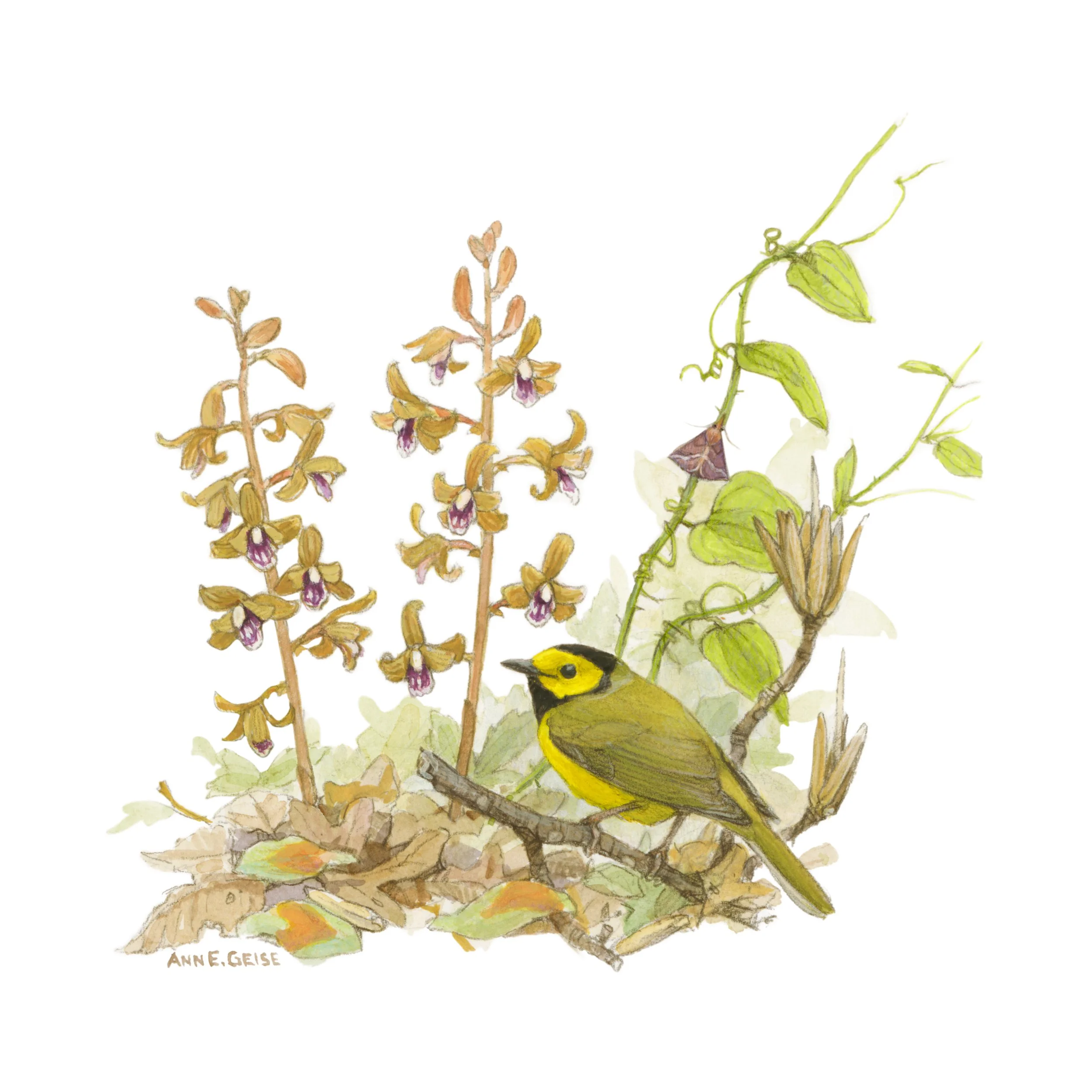 HoodedWarbler_8x8_on_95x95 LKS.jpg