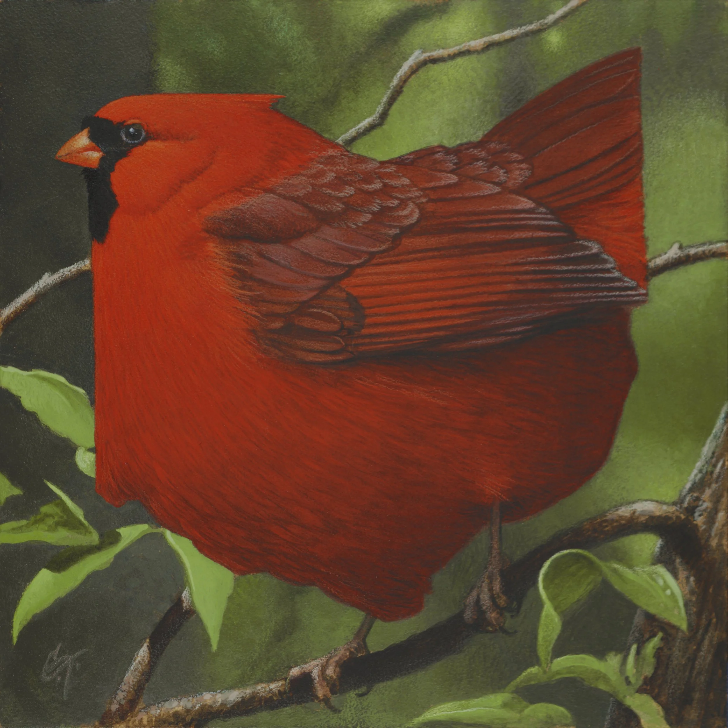 OHIO Summer Cardinal JPEG.jpg