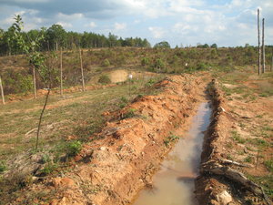 Deep swales on the edge of the terrace with small fruit trees and guilds were planted just below the berm, and berries planted on the top of the berm. This picture was taken three days after the swales were filled. You can see the waterline reflecting how deep the water was and how there is still plenty left to slowly soak the ground below.