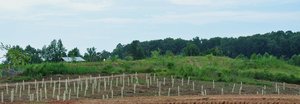 This young mulberry patch is planted between the terraced hill and the future pasture.