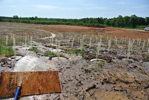 Water pumped from the catchment pond is banked off of a piece of wood to gently flood irrigate the mulberry patch.