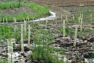 The individual swales for each mulberry fill up and the overflow moves below to fill up the pasture swales.