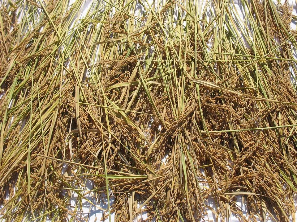 Rice Harvested.jpg