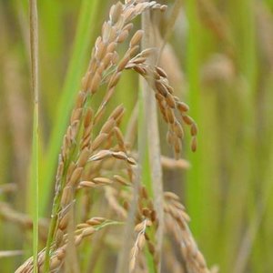 A cpuple weeks before harvest