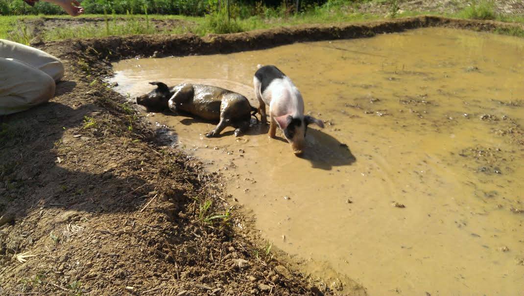  Piglets gleying the paddies 