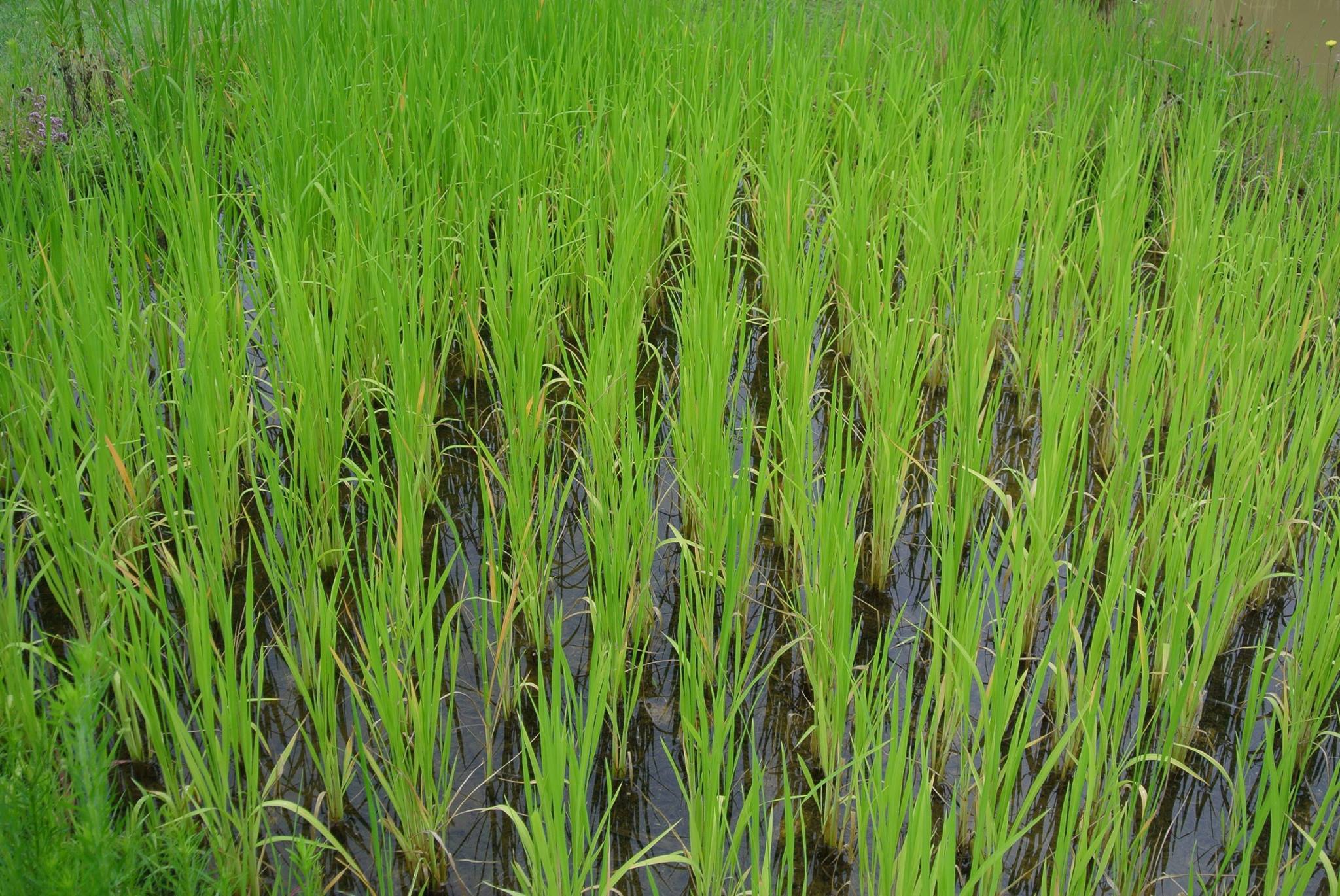 Paddies about a month after rice plants were transplanted
