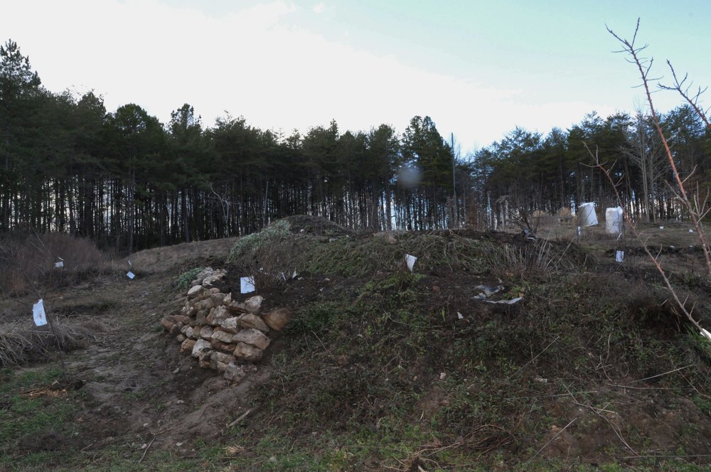 This picture is current, taken from the south east corner. The soil is beautiful by comparison from where we began. We are growing several varieties of both honey and sea berries, so the tags will remain for a couple more years so that we can see which varieties are happiest. Please pay no attention to the silver martians in the back ground. I'm determined to grow olive trees here and I wrapped then for the winter.