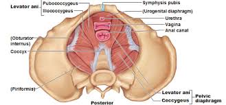 pelvic floor.jpeg