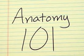 Pubic Symphysis, Coccyx, Iliococcygeus,  .... Say What???  Anatomy Lesson 101