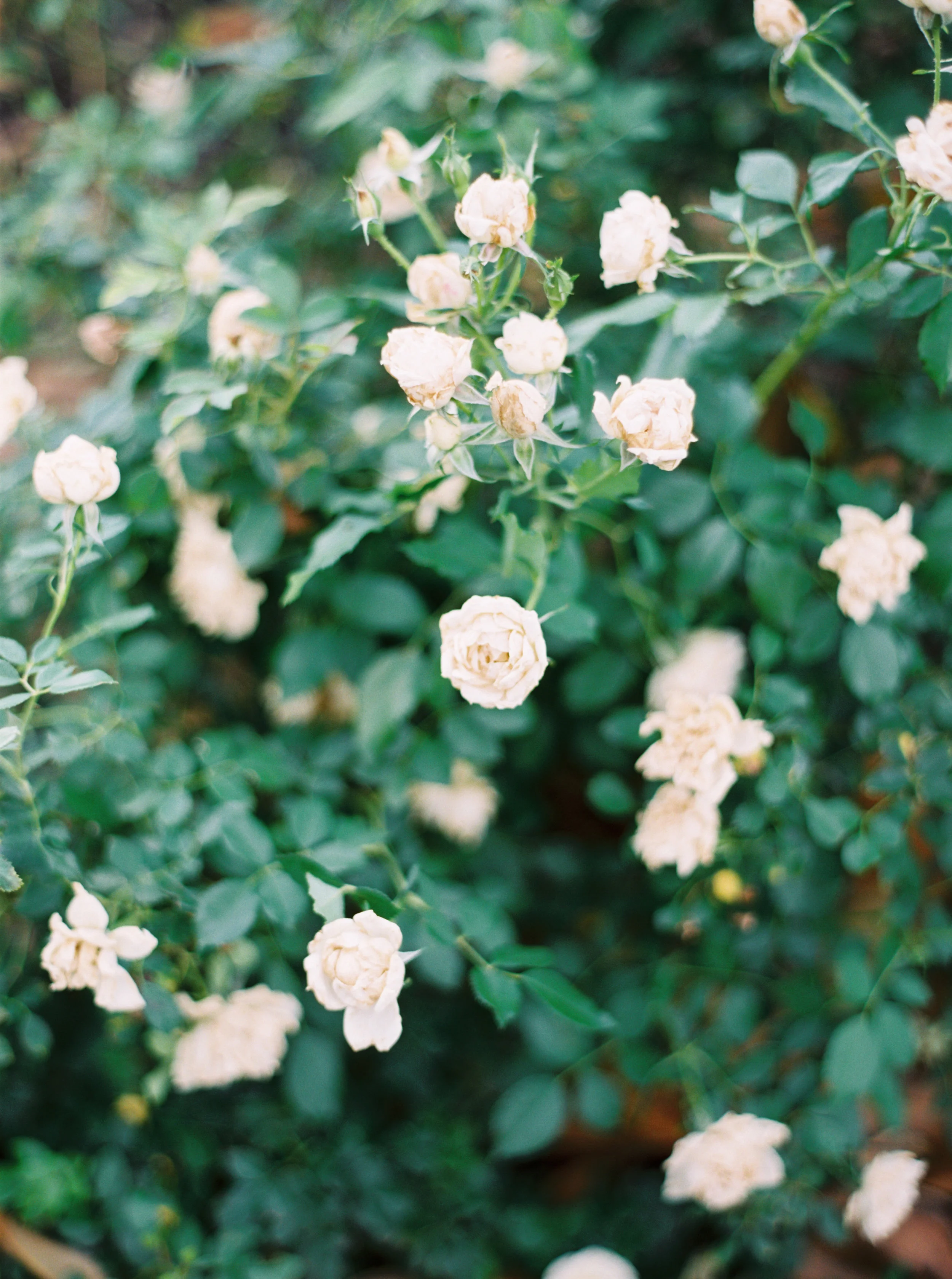 jenna mcelroy photography-47.jpg