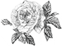 rose symbol.png