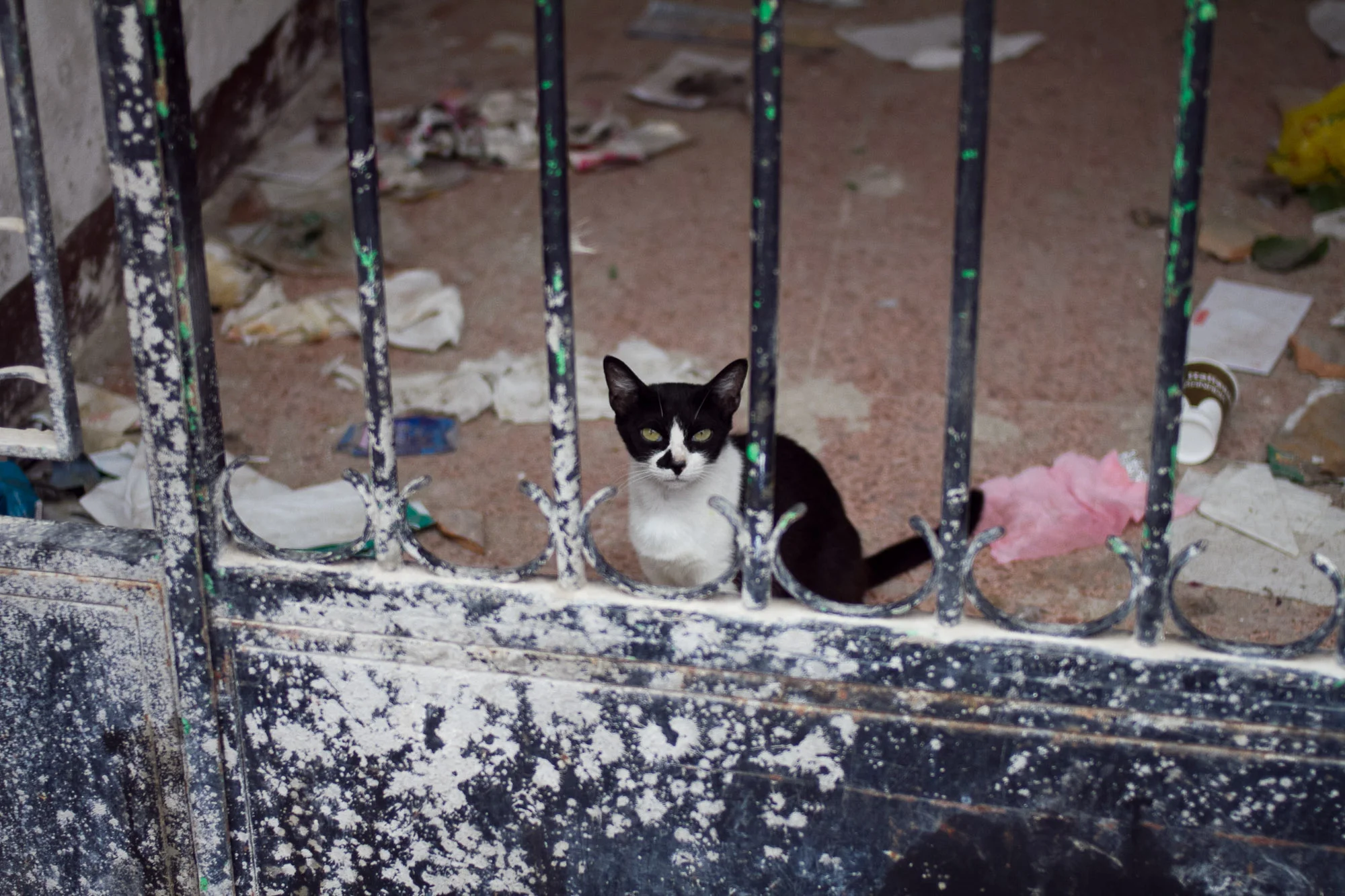 grenada_5109051705_o.jpg