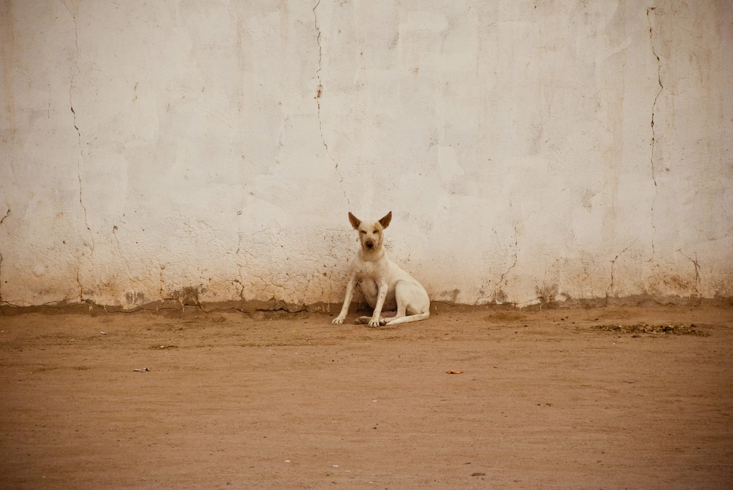 dog-against-wall_2851330400_o.jpg