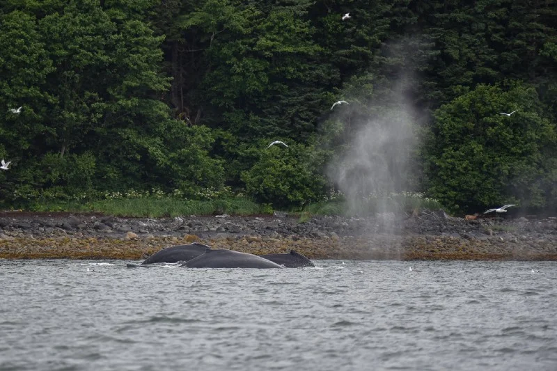 Humpback whale spouts, Juneau, AK. photo credit: Matt Koller