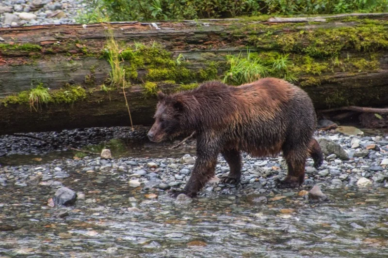 A mother brown bear, hunting for salmon. PC: Matt Koller