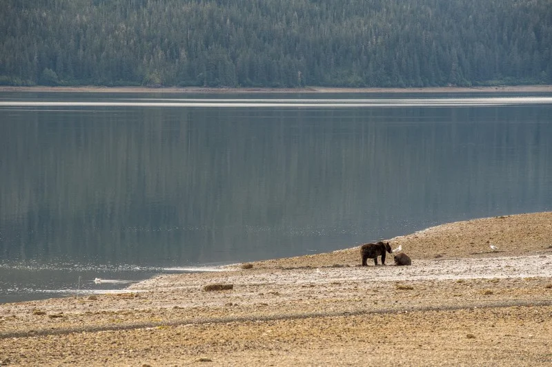 Mother and a sow, foraging for clams. PC: Matt Koller
