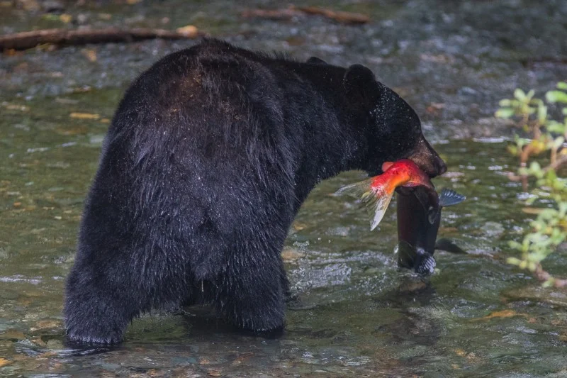 Black bear catching a salmon, Mendenhall Glacier Recreation Area. PC: Matt Koller
