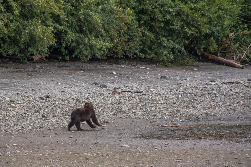 Subadult male, being chased out of the woods. PC: Matt Koller