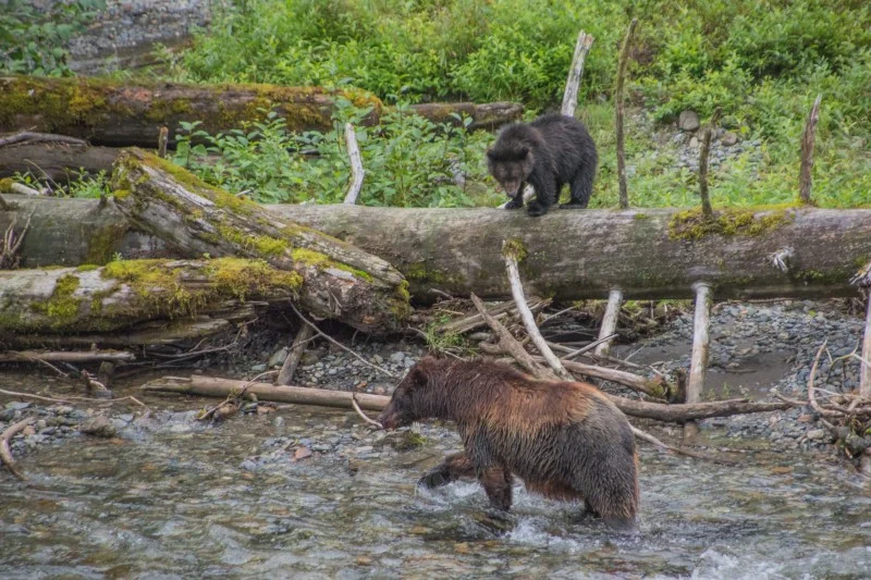Sow and cub (both brown bears) hunt for salmon in Pack Creek. PC: Matt Koller