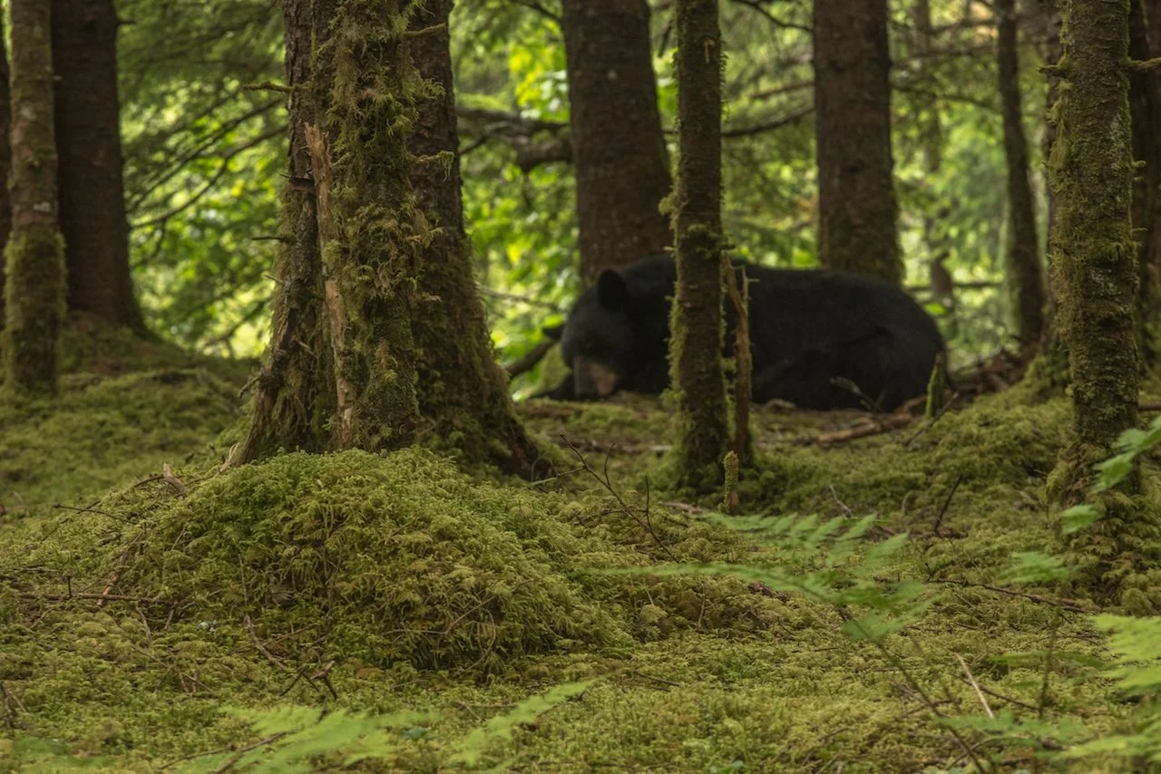Black bear off the trail at the Mendenhall Glacier