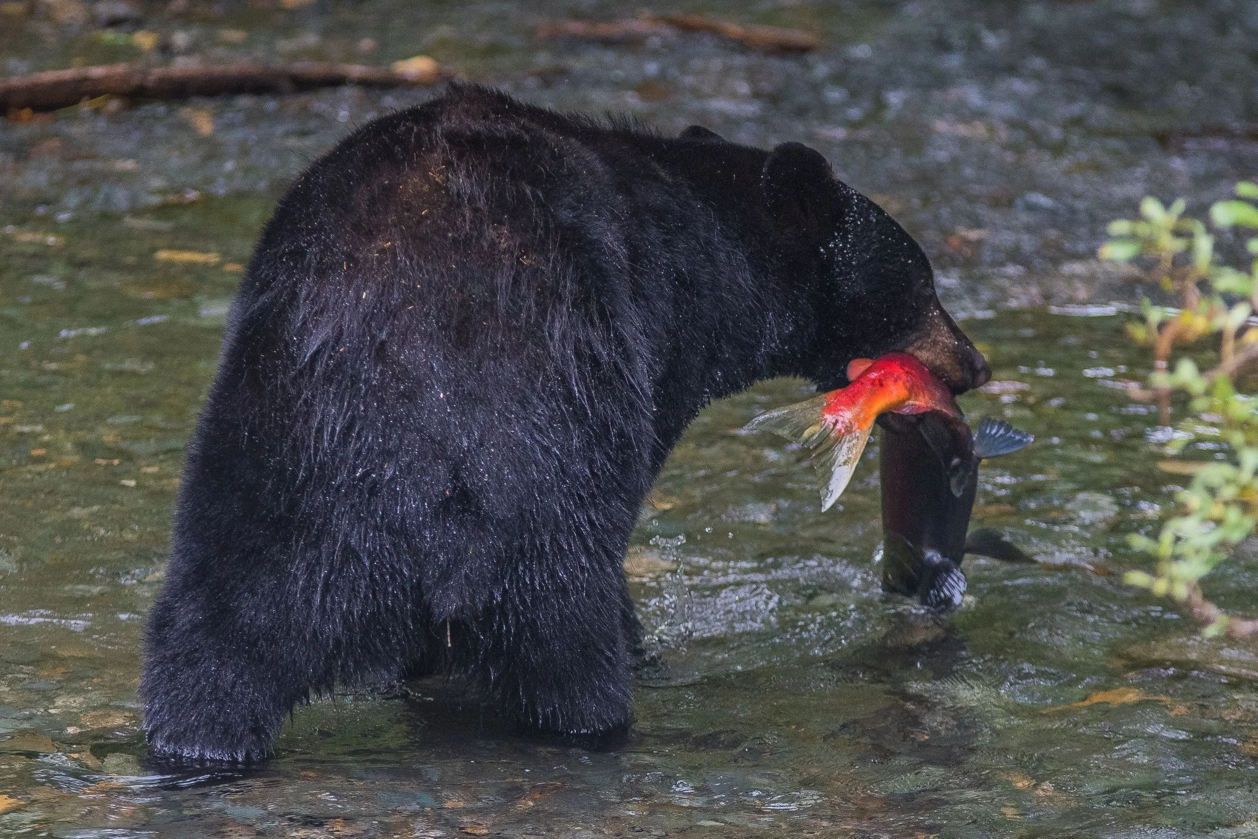 There are two kinds of bears in Southeast Alaska: black bears (which range in color from black to cinnamon) and brown bears (coastal brown bears, grizzlies, and kodiaks are all sub-species of brown bears).