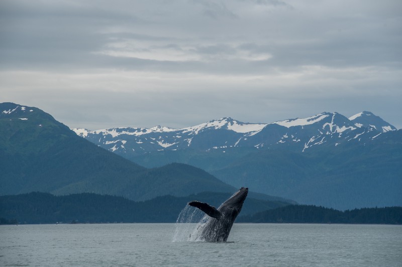 How Whale Watching Has Made Me Love Science