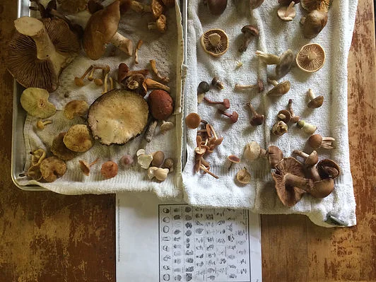 Local, hand-foraged mushrooms