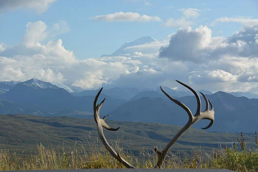 Denali, encircled in clouds—and framed by the antlers of a caribou