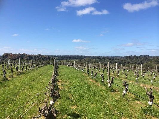 Australian vineyard