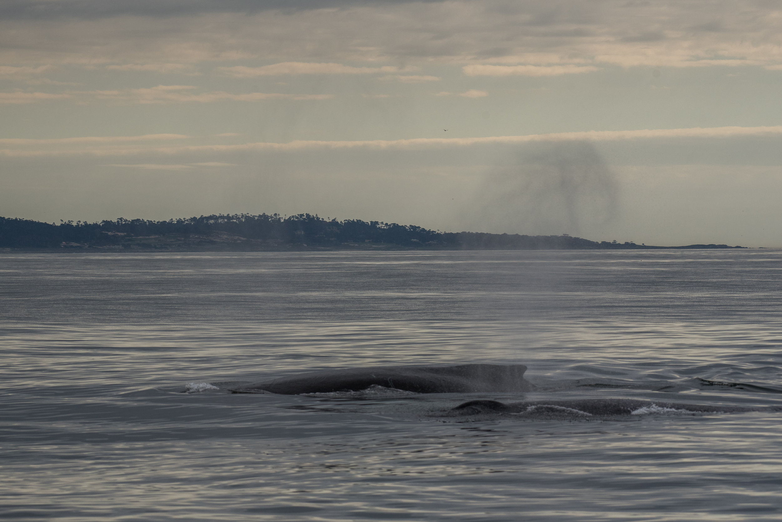A Monterey Nature Photographer’s Hobby Gets National Recognition, With a Nod From the Smithsonian