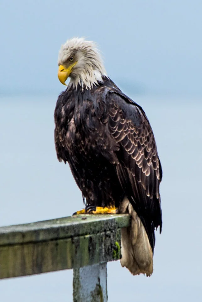 Safer Wind turbines for Birds?