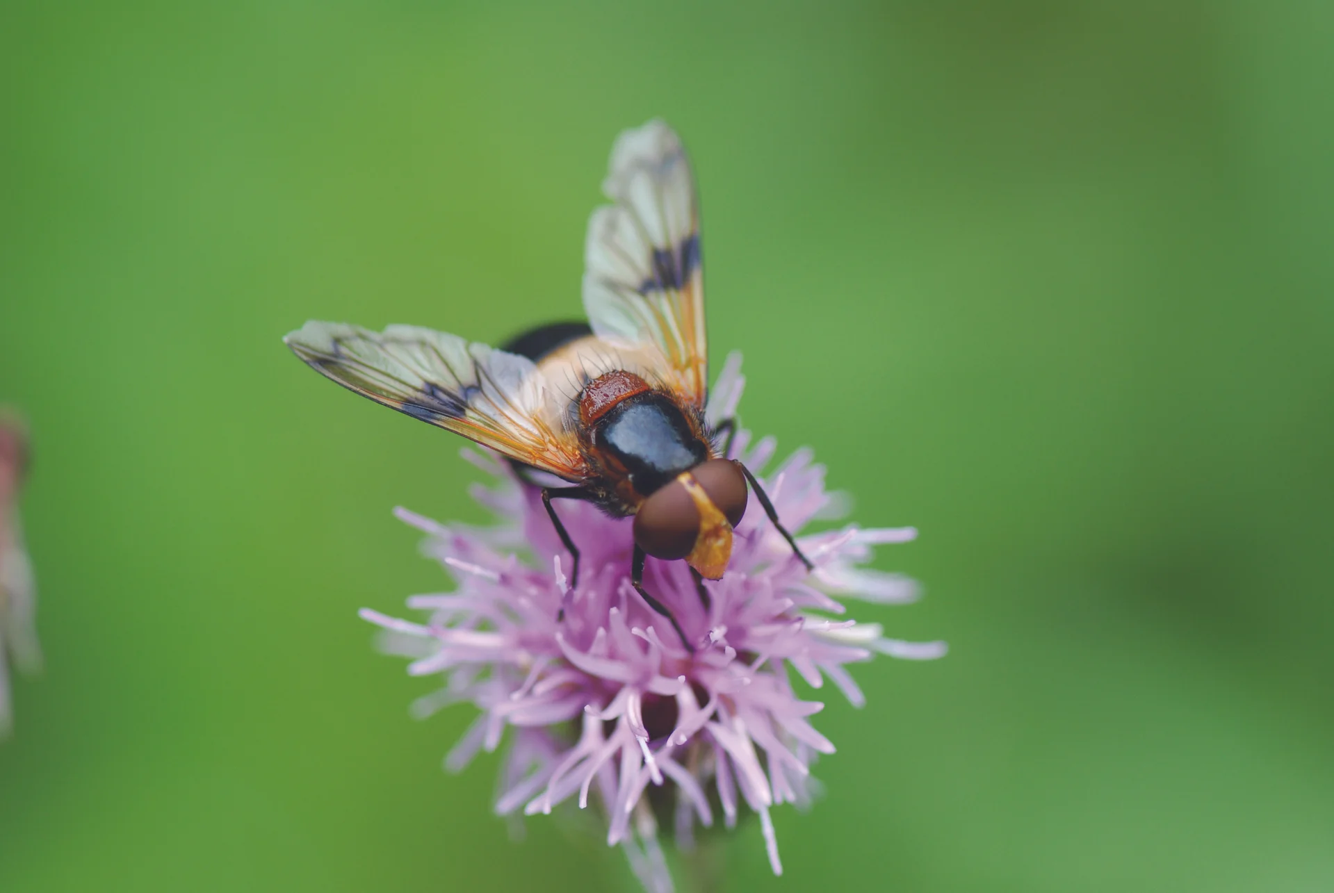 bee-TiborFazakas.jpg