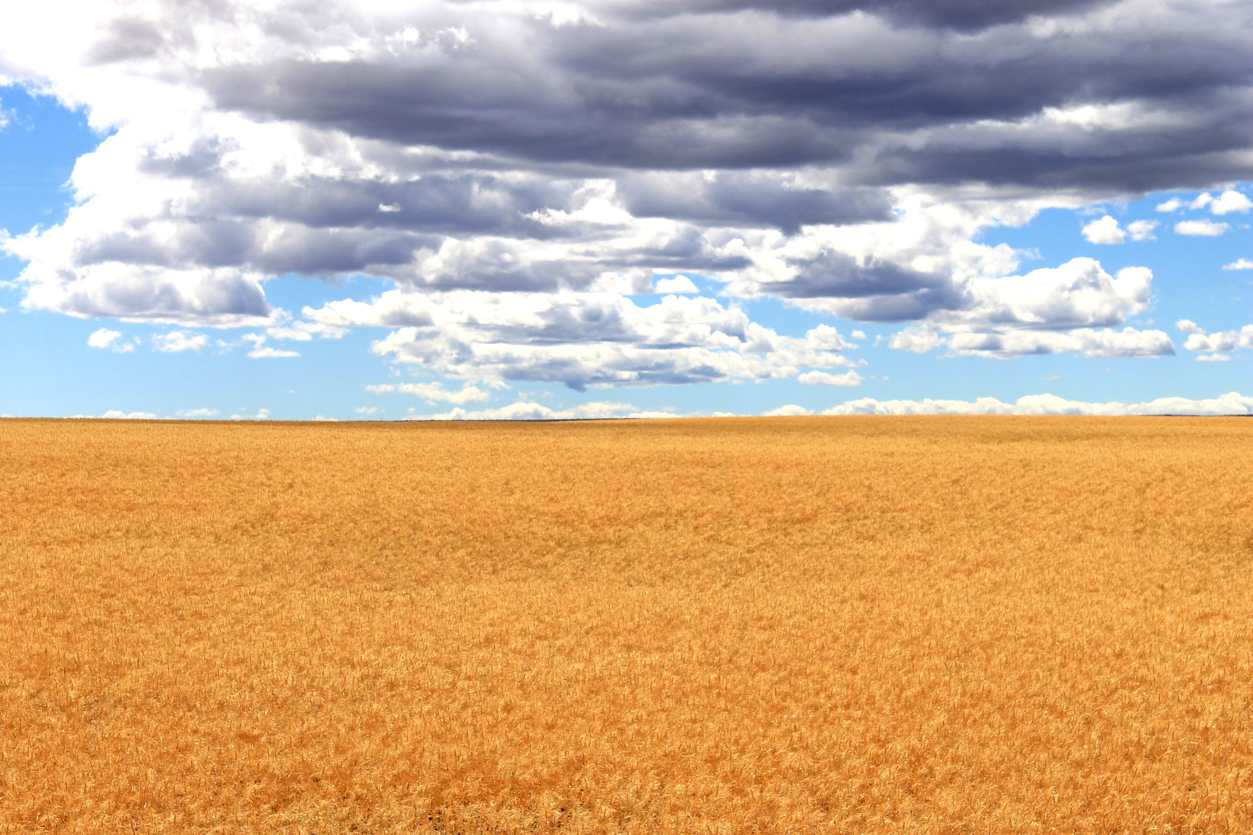 7 JUL 2014-06-29 Wheat field near Mabton.jpg