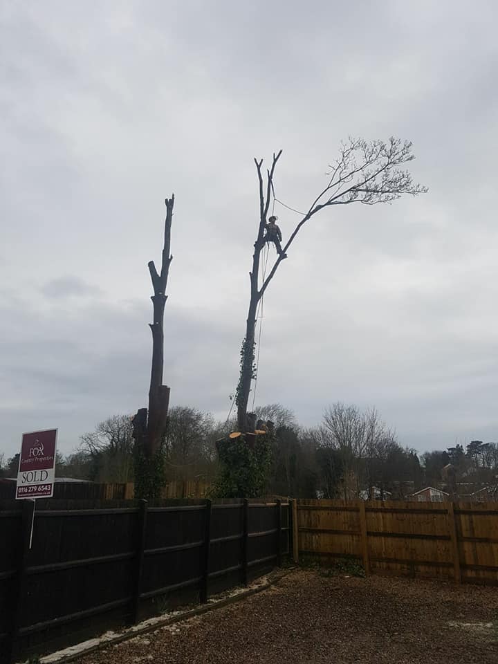 land-prune-arborist-tree-surgeon-surgery-4.jpg