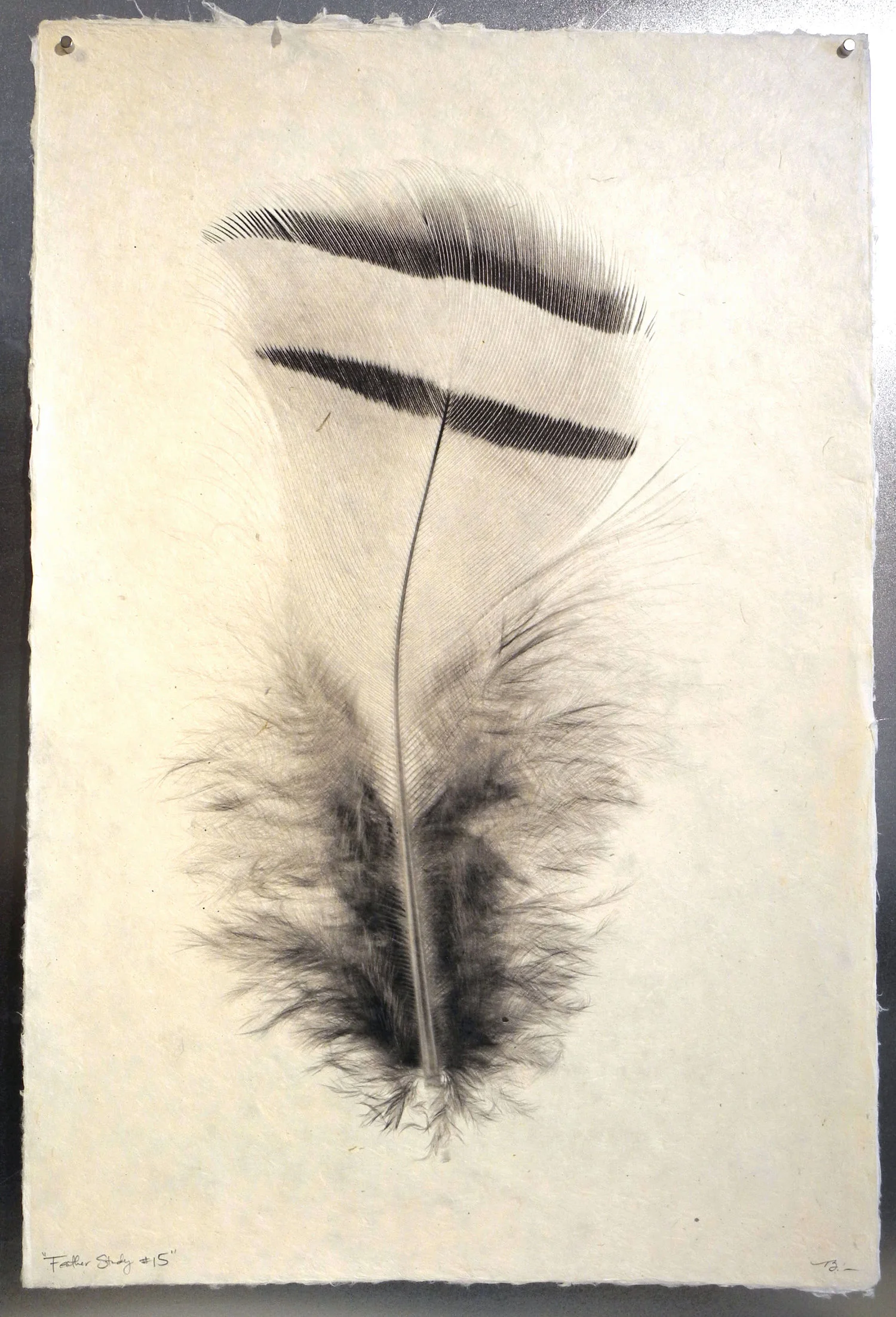Feather Study #15