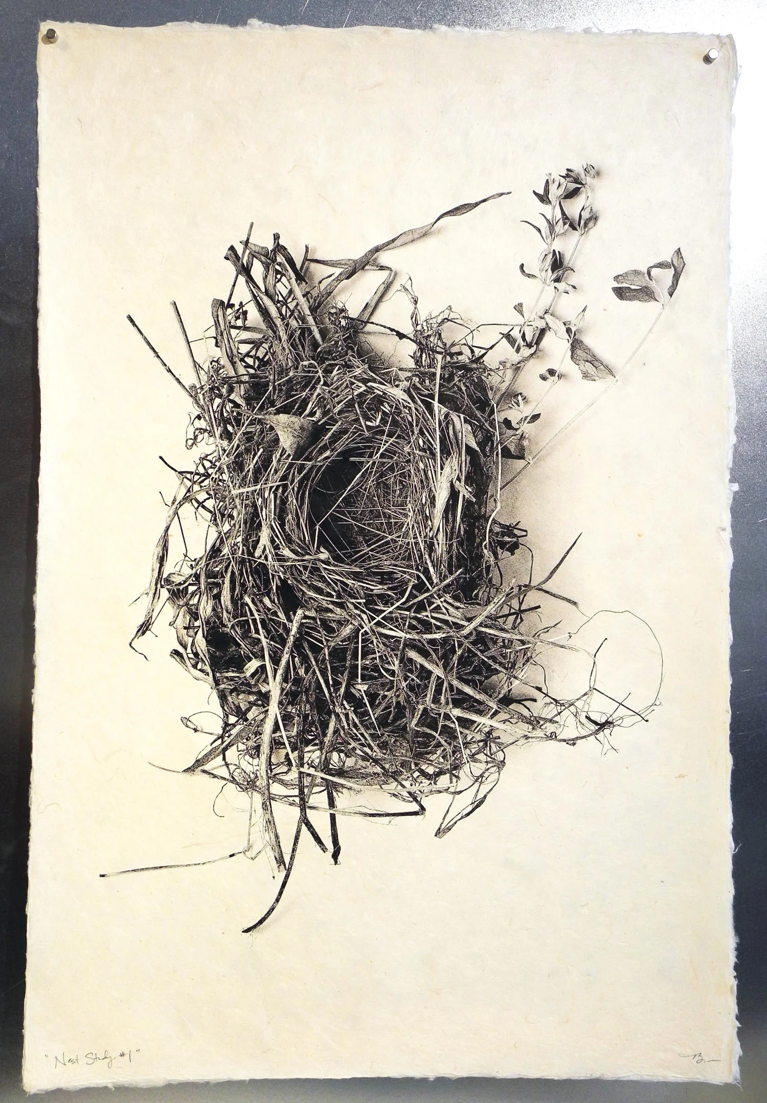 Nest Study #1