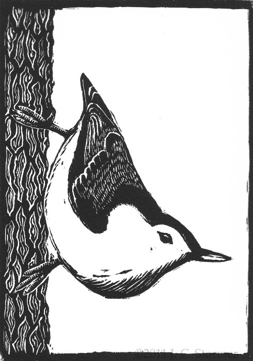 Nuthatch.jpg