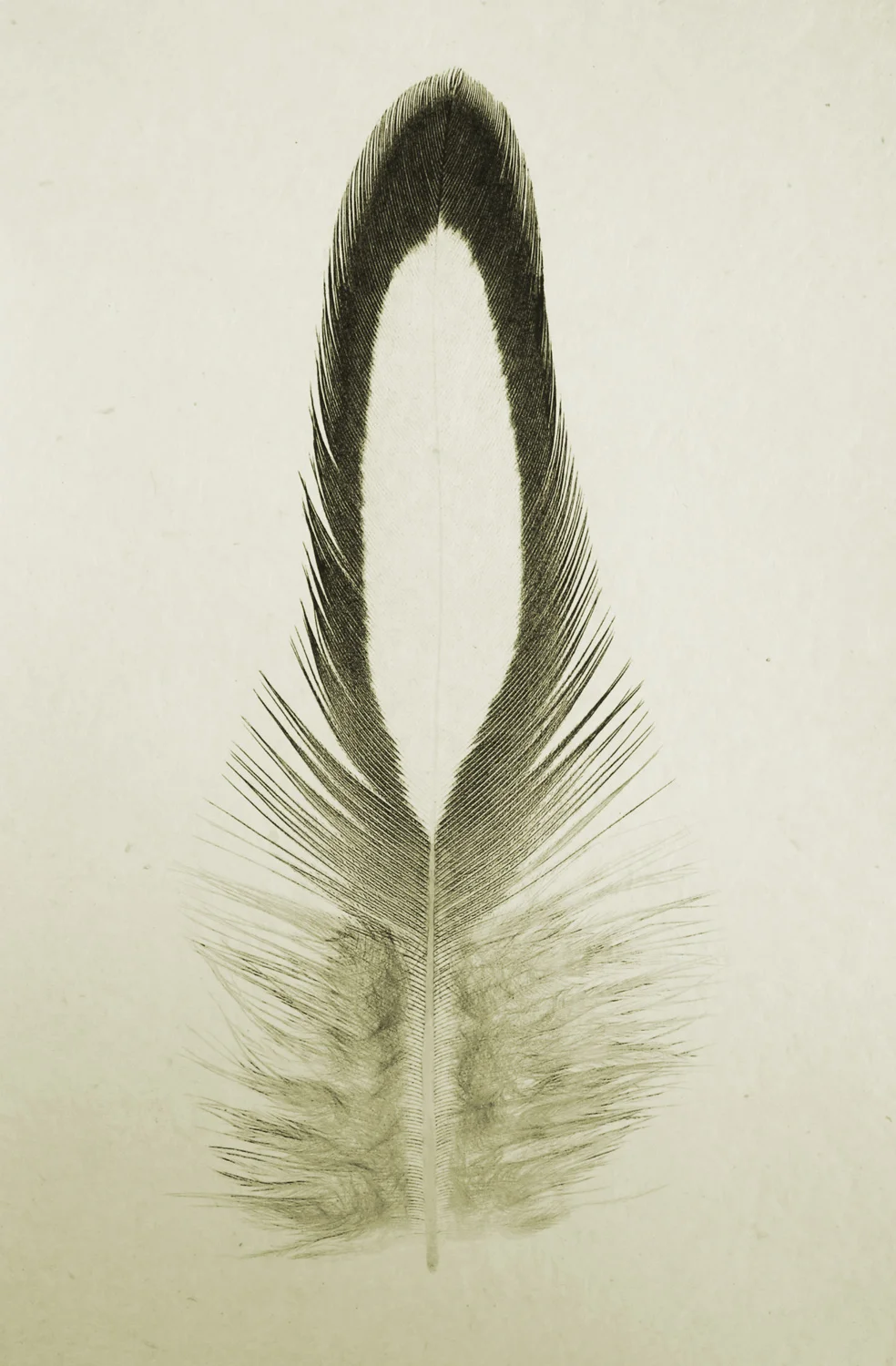 Feather Study #14