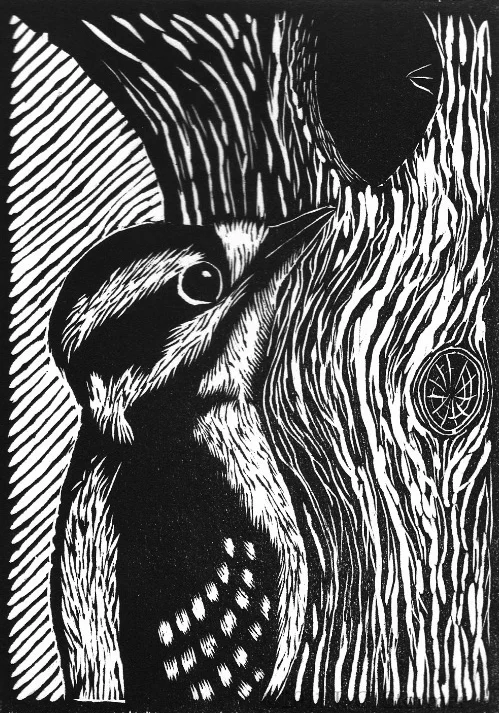 Downy Woodpecker.jpg