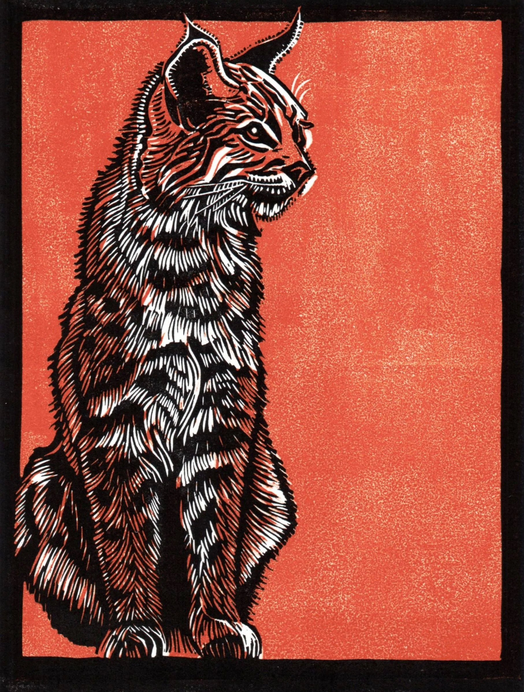 Bobcat.jpg