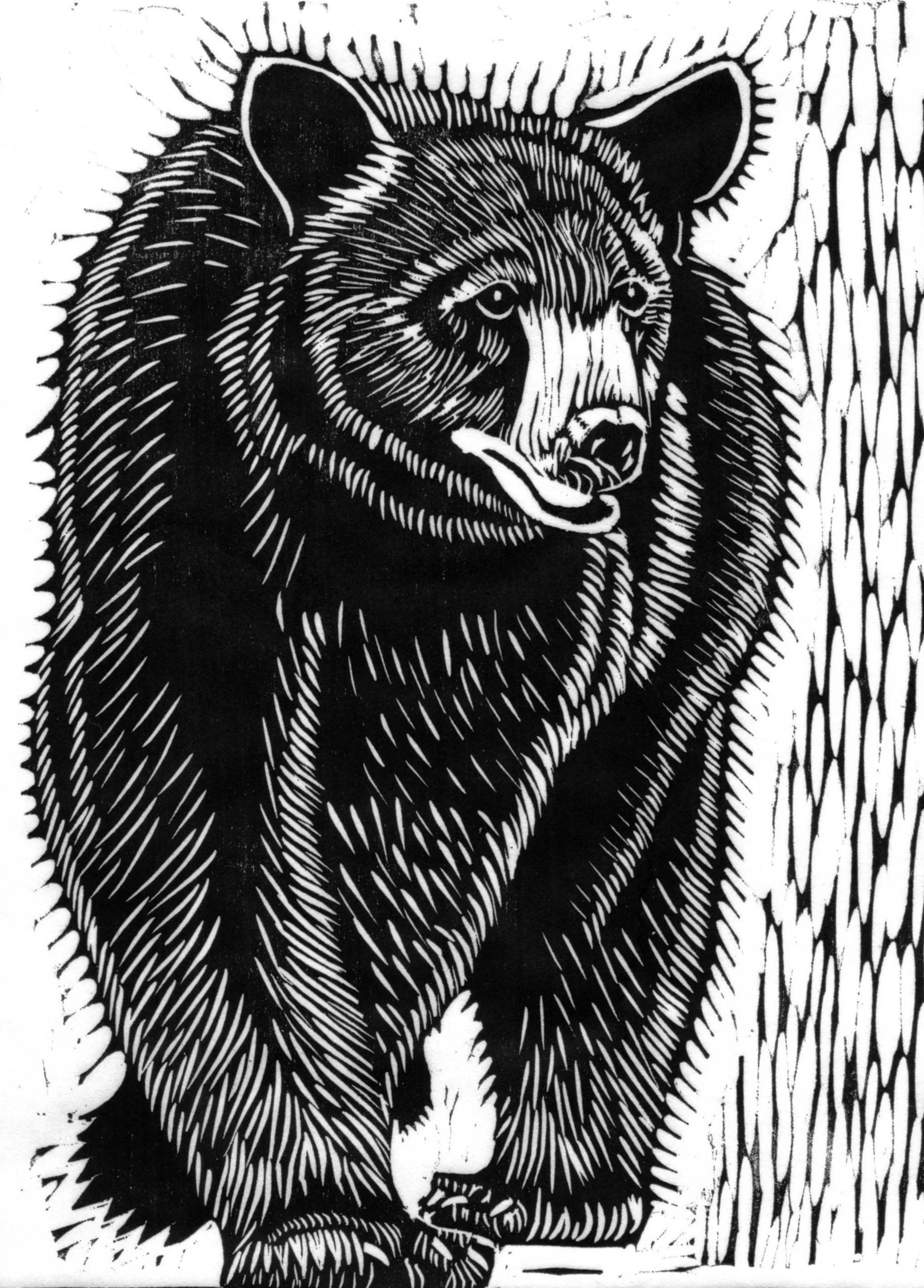 Black Bear Ambling.jpg