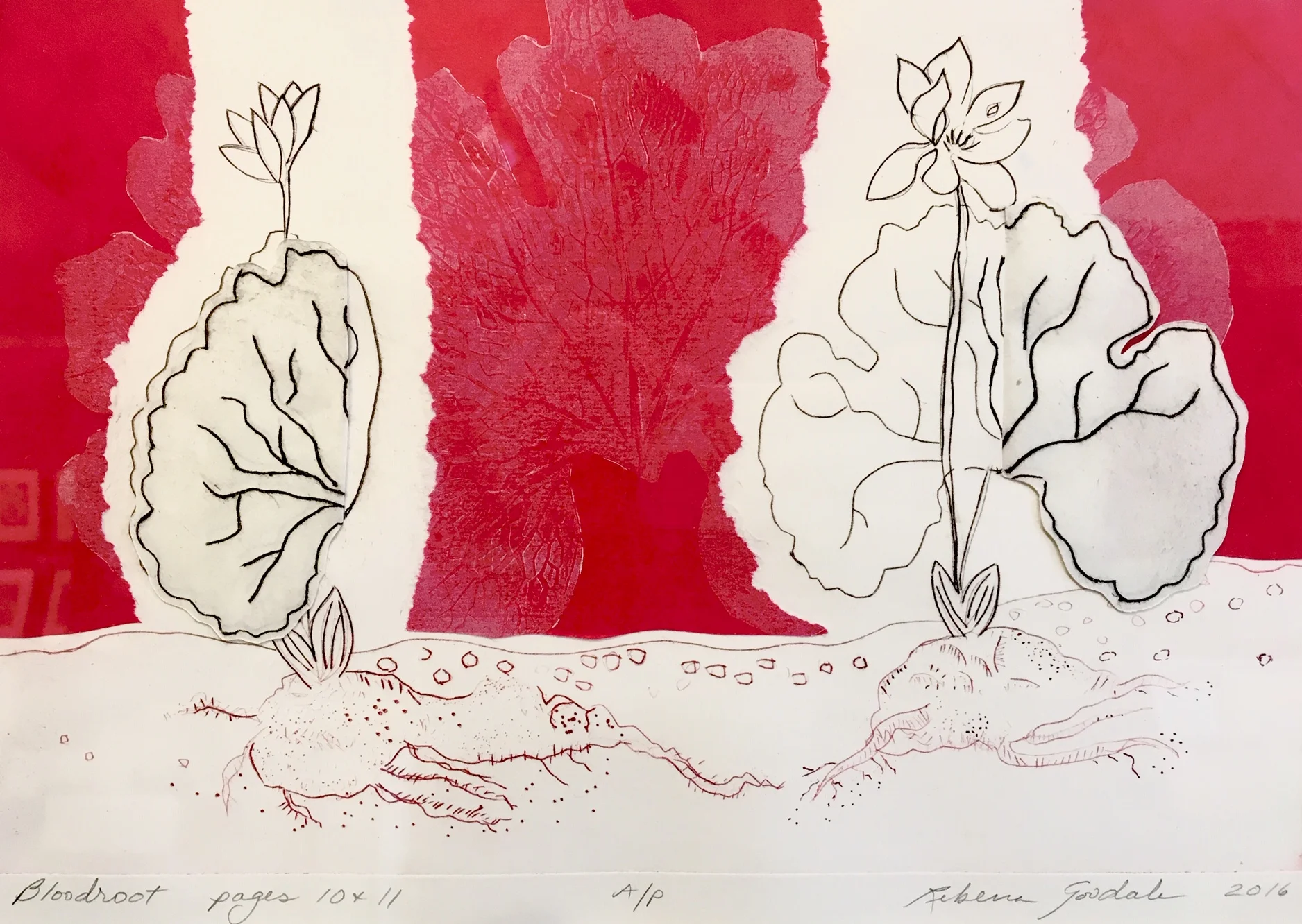 Bloodroot, Pages 10 &amp; 11