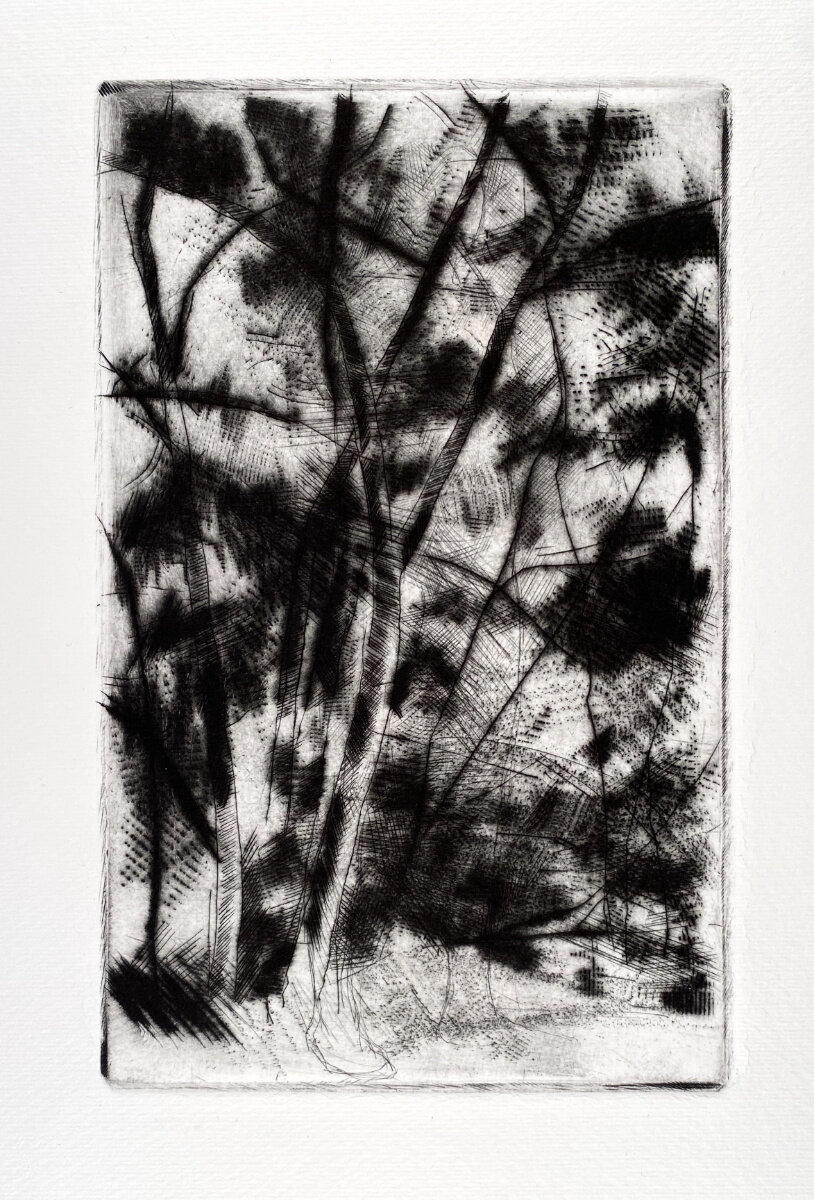 Irene's Backyard Trees