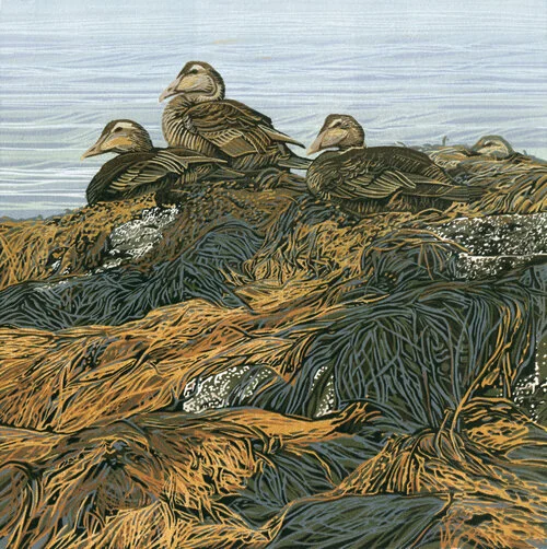 Low T'Eiders